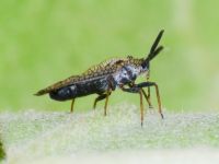Dictyonota strichnocera