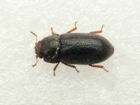 Cis rugulosus