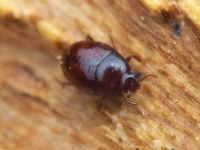 Acritus minutus