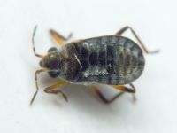 Microvelia reticulata