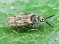 Dictyonota strichnocera
