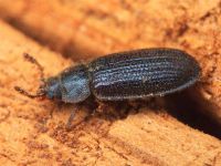 Grynocharis oblonga