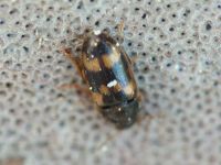 Litargus connexus