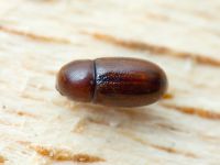 Cis castaneus