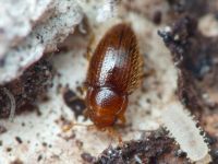 Mycetaea subterranea