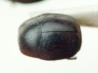 Histeridae