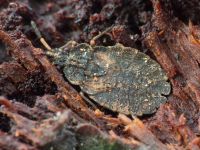 Aradus distinctus