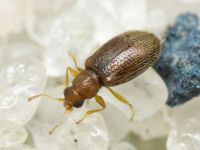 Melanophthalma