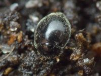 Stethorus punctillum