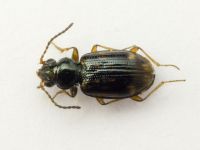 Bembidion (Trepanes) octomaculatum