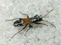 Pterotmetus staphyliniformis