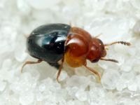 Agathidium nigripenne