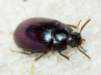 Platydema violaceum