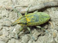 Lixus myagri