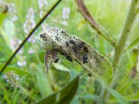 Dictyla rotundata