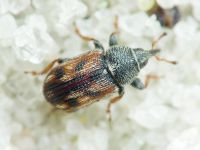 Mecinus labilis