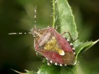Dolycoris baccarum