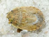 Sciocoris deltocephalus