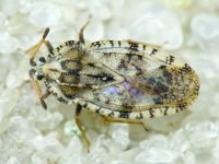 Tingis (Tingis) cardui