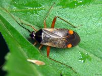 Adelphocoris seticornis