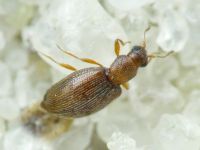 Cortinicara gibbosa