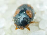 Scymnus frontalis