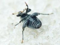 Pseudorchestes