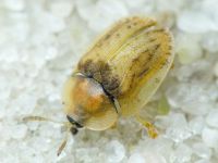 Hypocassida cornea