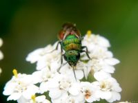 Hedychrum gerstaeckeri