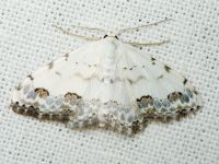 Scopula decorata