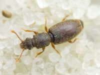 Monotoma brevicollis