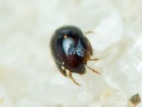 Arachnida