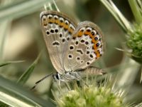 Plebejus argus