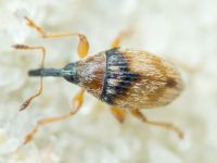 Nanophyes globiformis