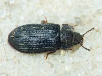 Grynocharis oblonga