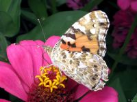 Vanessa cardui