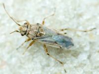 Nysius helveticus