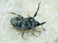 Rhinusa tetra