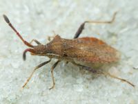 Coriomeris denticulatus