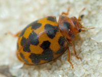 Subcoccinella vigintiquatuorpunctata