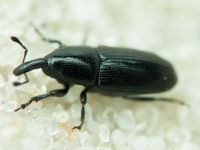 Labiaticola melas