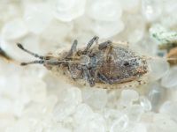 Tingis (Tingis) grisea