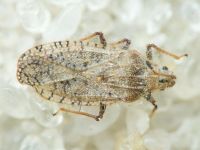 Tingis (Neolasiotropis) pauperata