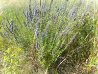 Hyssopus officinalis