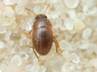 Leiodidae