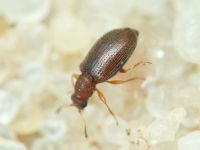 Cortinicara gibbosa