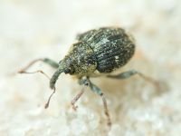 Ceutorhynchinae