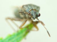 Nysius senecionis