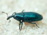 Aulacobaris lepidii