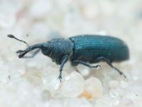 Mecinus janthinus